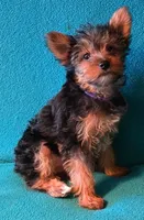 Purple , a female Yorkshire Terrier for sale in Winchester, IN – 4 of 9
