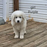 Purple, a female Great Pyrenees for sale in Winchester, IN – Photo 2 of 2