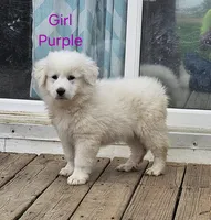Purple, a female Great Pyrenees for sale in Winchester, IN – Photo 1 of 2