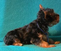Blue , a male Yorkshire Terrier for sale in Winchester, IN – 10 of 10