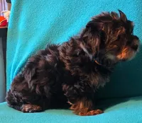 Orange, a male Yorkshire Terrier for sale in Winchester, IN – 1 of 9