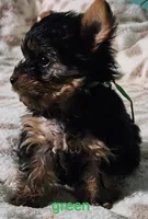 Green Male, a male Yorkshire Terrier for sale in Winchester, IN – 3 of 8