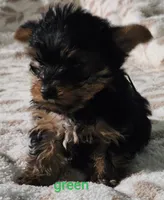 Green Male, a male Yorkshire Terrier for sale in Winchester, IN – 4 of 8