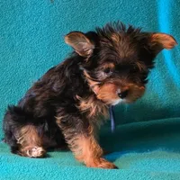 Blue , a male Yorkshire Terrier for sale in Winchester, IN – 8 of 10