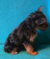 Purple , a female Yorkshire Terrier for sale in Winchester, IN – 5 of 9
