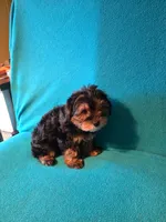 Bronze, a male Yorkshire Terrier for sale in Winchester, IN – 7 of 7