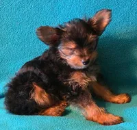 Red, a male Yorkshire Terrier for sale in Winchester, IN – 2 of 7