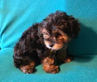 Orange, a male Yorkshire Terrier for sale in Winchester, IN – 7 of 9