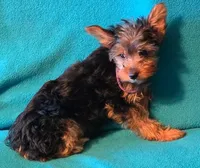 Purple , a female Yorkshire Terrier for sale in Winchester, IN – 2 of 9