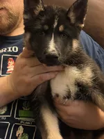 Pig, a male German Shepherd Dog and Alaskan Husky for sale in Canton, IL – 5 of 5