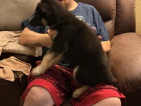 Pig, a male German Shepherd Dog and Alaskan Husky for sale in Canton, IL – 4 of 5