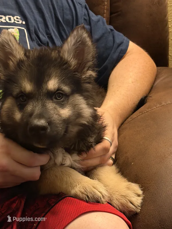 Oscar – German Shepherd Dog, Alaskan Husky puppy for sale in Canton, IL