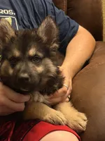 Oscar, a male German Shepherd Dog and Alaskan Husky for sale in Canton, IL – 1 of 4