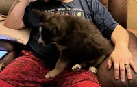 Wolf, a male German Shepherd Dog and Alaskan Husky for sale in Canton, IL – 6 of 6