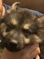 Oscar, a male German Shepherd Dog and Alaskan Husky for sale in Canton, IL – 4 of 4