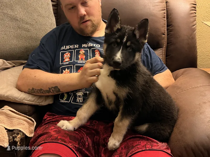 Pig – German Shepherd Dog, Alaskan Husky puppy for sale in Canton, IL