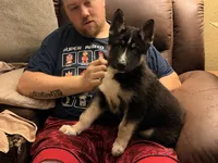 Pig, a male German Shepherd Dog and Alaskan Husky for sale in Canton, IL – 1 of 5
