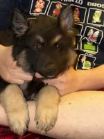 Bear, a male German Shepherd Dog and Alaskan Husky for sale in Canton, IL – 3 of 5