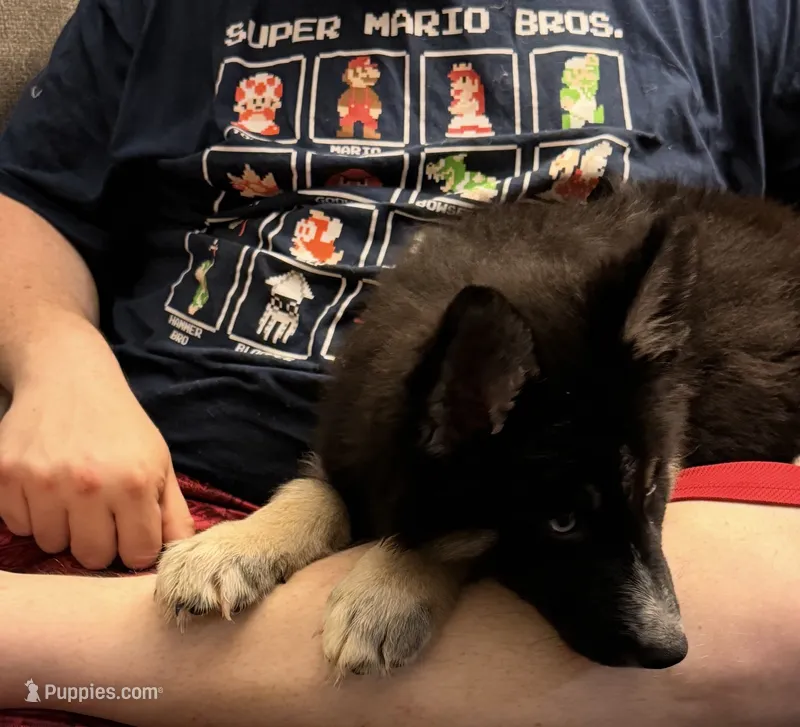 Porkchop – German Shepherd Dog, Alaskan Husky puppy for sale in Canton, IL