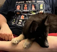 Porkchop, a female German Shepherd Dog and Alaskan Husky for sale in Canton, IL – 1 of 4