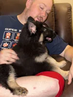 Bear, a male German Shepherd Dog and Alaskan Husky for sale in Canton, IL – 2 of 5