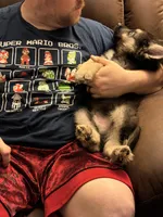 Oscar, a male German Shepherd Dog and Alaskan Husky for sale in Canton, IL – 2 of 4