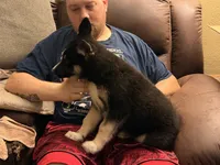 Pig, a male German Shepherd Dog and Alaskan Husky for sale in Canton, IL – 2 of 5
