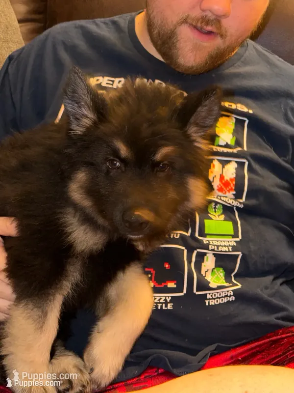 Bear – German Shepherd Dog, Alaskan Husky puppy for sale in Canton, IL