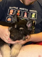 Bear, a male German Shepherd Dog and Alaskan Husky for sale in Canton, IL – 5 of 5