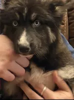 Porkchop, a female German Shepherd Dog and Alaskan Husky for sale in Canton, IL – 3 of 4