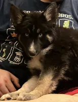 Porkchop, a female German Shepherd Dog and Alaskan Husky for sale in Canton, IL – 2 of 4