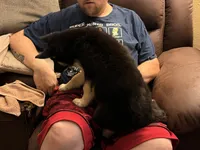 Pig, a male German Shepherd Dog and Alaskan Husky for sale in Canton, IL – 3 of 5