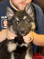 Bear, a male German Shepherd Dog and Alaskan Husky for sale in Canton, IL – 4 of 5