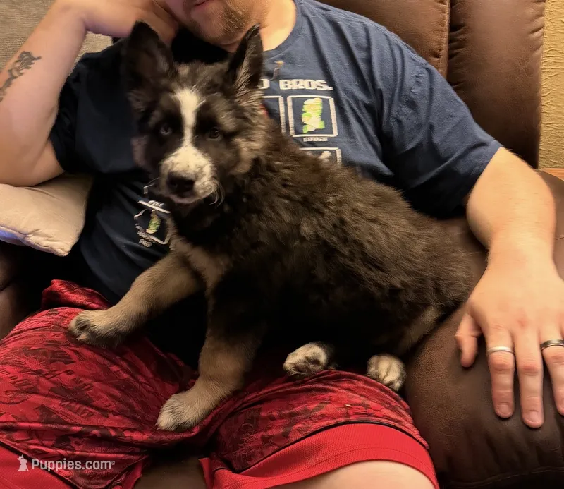 Wolf – German Shepherd Dog, Alaskan Husky puppy for sale in Canton, IL