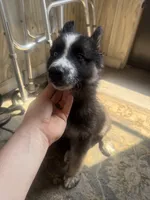 Wolf, a male German Shepherd Dog and Alaskan Husky for sale in Canton, IL – 2 of 6