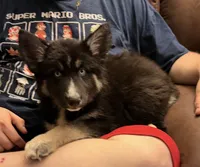 Porkchop, a female German Shepherd Dog and Alaskan Husky for sale in Canton, IL – 4 of 4
