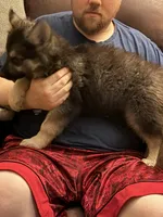 Oscar, a male German Shepherd Dog and Alaskan Husky for sale in Canton, IL – 3 of 4