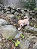 Ringo, a male Beagle and Poodle - Miniature  for sale in Millbury, MA – 1 of 1