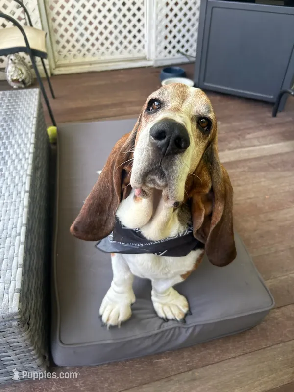 Bentely – Basset Hound puppy for sale in Millbury, MA