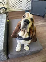 Bentely, a male Basset Hound for sale in Millbury, MA – 1 of 2