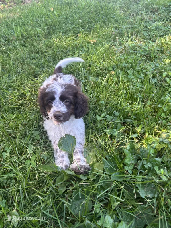 Brandy – Cockapoo puppy for sale in Millbury, MA