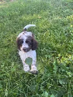 Brandy, a female Cockapoo for sale in Millbury, MA – 1 of 3