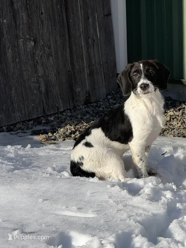 Buddy Boy – Basset Hound puppy for sale in Millbury, MA