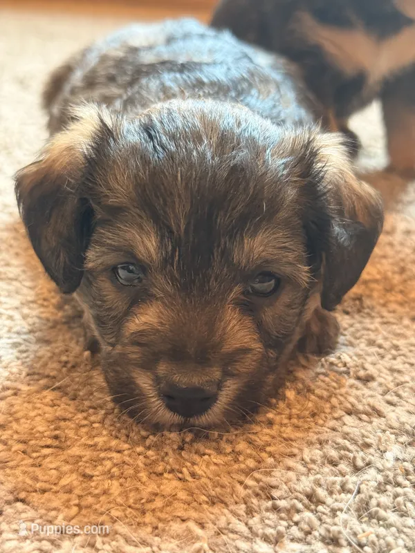 Snuggles – Jack Russell Terrier, Poodle - Miniature  puppy for sale in Millbury, MA