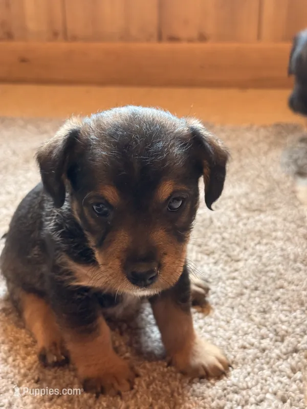 Spencer – Jack Russell Terrier, Poodle - Miniature  puppy for sale in Millbury, MA