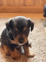 Spencer, a male Jack Russell Terrier and Poodle - Miniature  for sale in Millbury, MA – 1 of 1