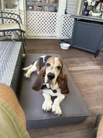 Bentely, a male Basset Hound for sale in Millbury, MA – 2 of 2