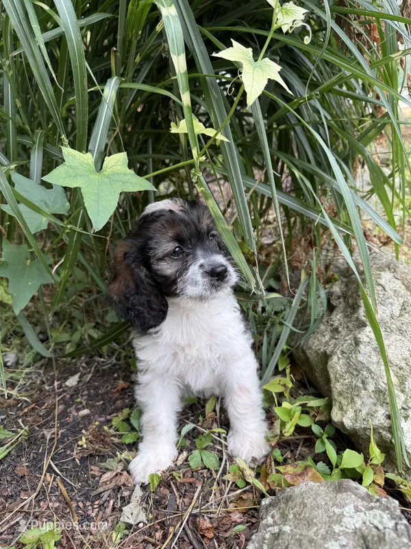 Sandy – Cockapoo puppy for sale in Millbury, MA