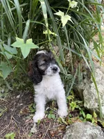 Sandy, a female Cockapoo for sale in Millbury, MA – 1 of 1