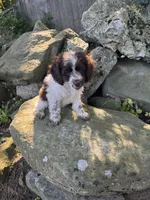 Brandy, a female Cockapoo for sale in Millbury, MA – 2 of 3